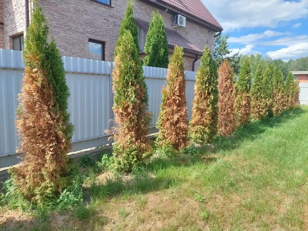 Весенний ожог Туй в г. Яхрома