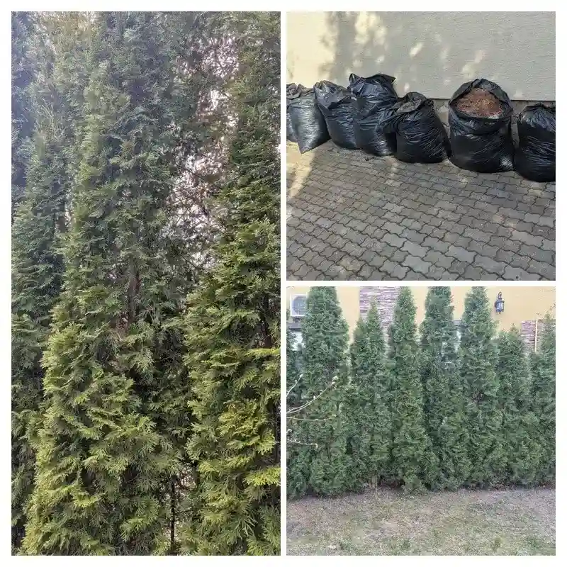 Восстановление туй в г. Яхрома